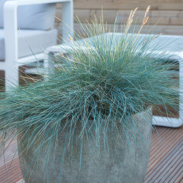 Festuca glauca 'Elijah Bleu' | 12 stuks