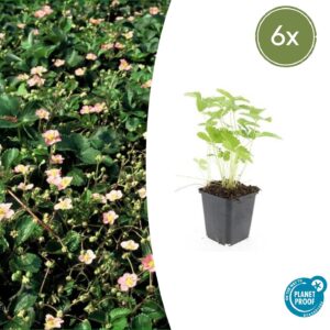 thumbnail_6000-2575.jpg Fragaria vesca | 6 stuks