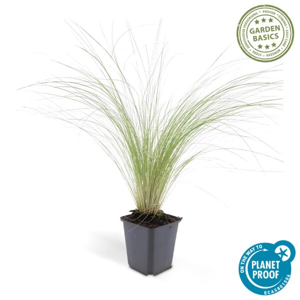 thumbnail_6000-258.jpg Stipa tenuissima 'Ponytails' | 60 stuks