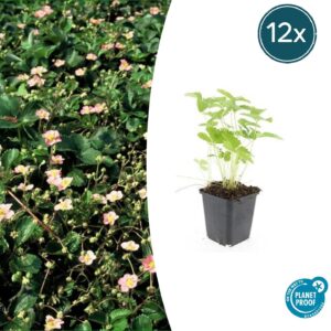 Fragaria vesca | 12 stuks