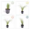 Stipa tenuissima 'Ponytails' | 60 stuks