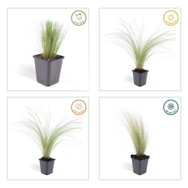 thumbnail_6000-259.jpg Stipa tenuissima 'Ponytails' | 60 stuks