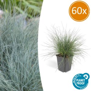 Festuca glauca 'Elijah Bleu' | 60 stuks