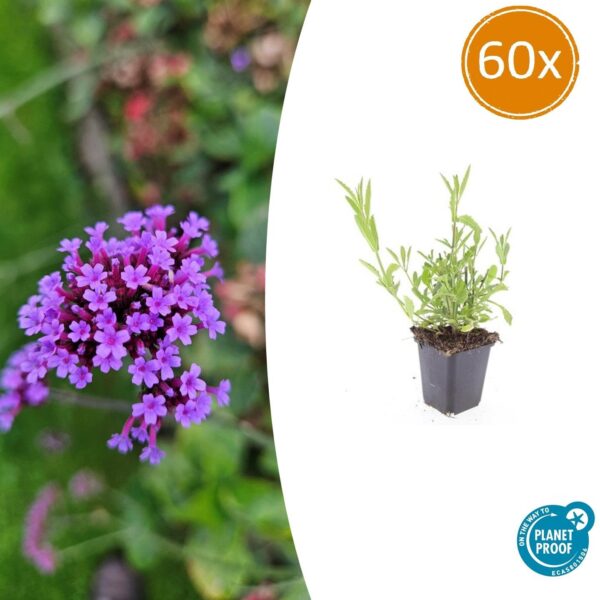 thumbnail_6000-262.jpg Verbena bonariensis | 60 stuks