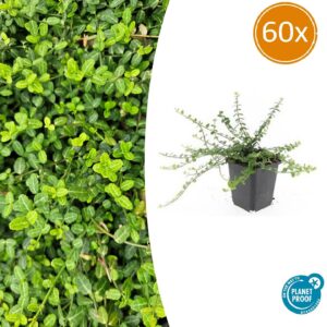 Euonymus fort. 'Minimus' | 60 stuks