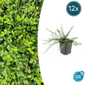 Euonymus fort. 'Minimus' | 12 stuks