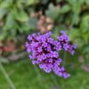 Verbena bonariensis | 60 stuks