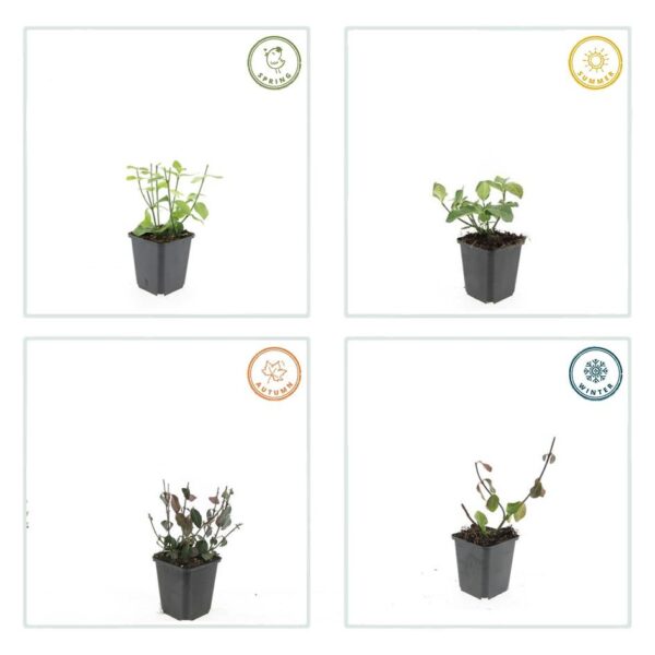 Euonymus fortunei 'Dart's Blanket' | 40 stuks