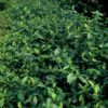 Euonymus fortunei 'Dart's Blanket' | 40 stuks