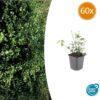 Euonymus fortunei 'Coloratus' | 60 stuks