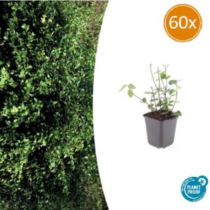 Euonymus fort. 'Coloratus' | 60 stuks