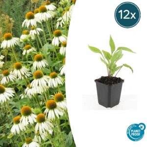 Echinacea p. 'White Swan' | 12 stuks