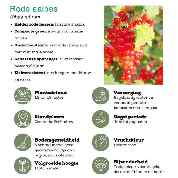 Vruchtenparadijs - BIO Fruitplanten mix | 4 stuks