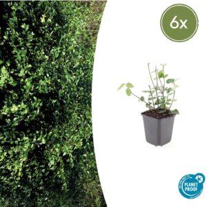 Euonymus fort. 'Coloratus' | 6 stuks