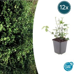Euonymus fort. 'Coloratus' | 12 stuks
