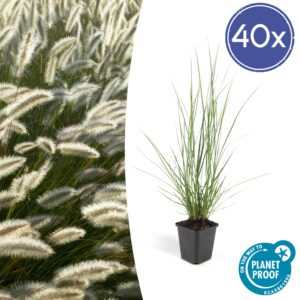 Pennisetum alopecuroides 'Hameln' - Lampenpoetsergras | 40 stuks