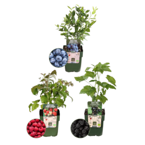Vruchten feestje - BIO Fruitplanten mix | 3 stuks