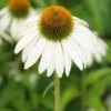 Echinacea purpurea 'White Swan' | 40 stuks