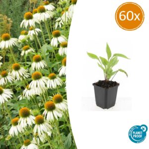 Echinacea p. 'White Swan' | 60 stuks