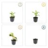 Echinacea purpurea 'White Swan' | 60 stuks