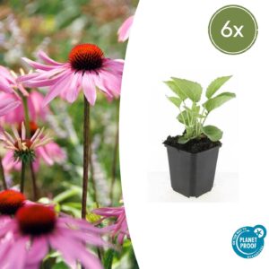 Echinacea p. 'Magnus' | 6 stuks