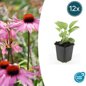 Echinacea p. 'Magnus' | 12 stuks