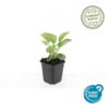 Echinacea purpurea 'Magnus' | 12 stuks