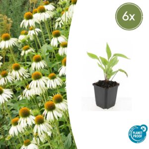 Echinacea p. 'White Swan' | 6 stuks