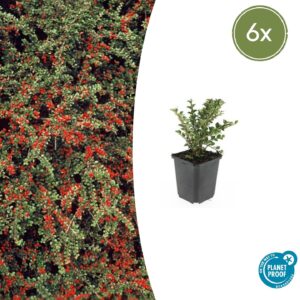Cotoneaster horizontalis | 6 stuks