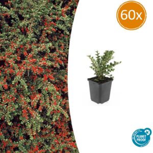Cotoneaster horizontalis | 60 stuks