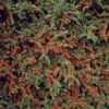 Cotoneaster horizontalis | 60 stuks