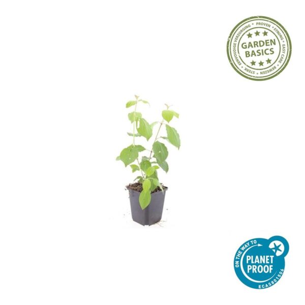 Cornus sang. 'Midwinter Fire' | 12 stuks