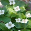 Cornus canadensis | 20 stuks
