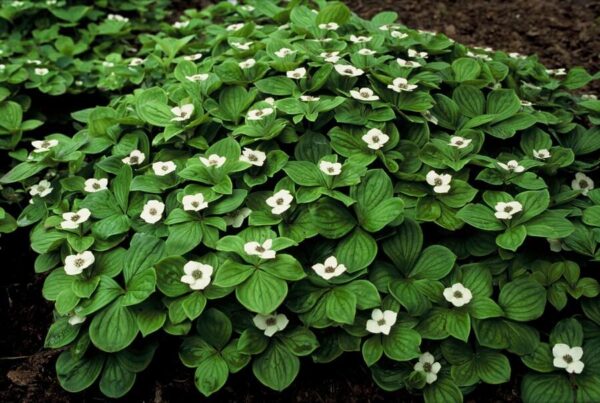 Cornus canadensis | 20 stuks