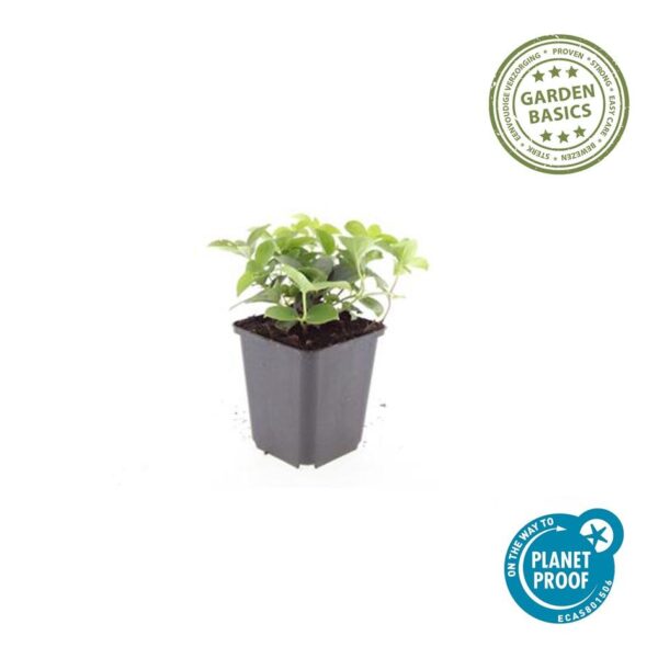 Cornus canadensis | 20 stuks