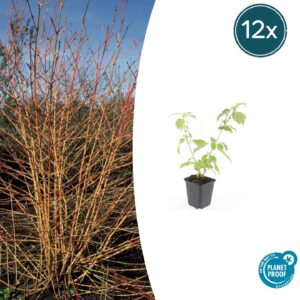 Cornus sanguinea 'Anny's Winter Orange' | 12 stuks