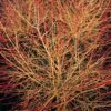 Cornus sanguinea 'Anny's Winter Orange' | 12 stuks