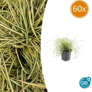 Carex oshim. 'Evergold' | 60 stuks
