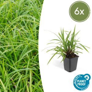 Carex morrowii 'Irish Green' | 6 stuks