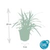 Carex morrowii 'Irish Green' | 12 stuks