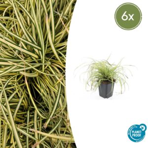 Carex oshim. 'Evergold' | 6 stuks