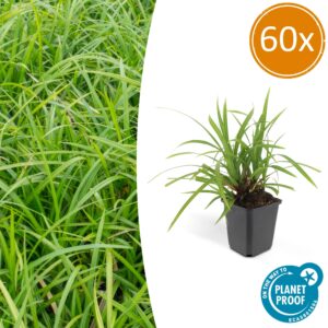 Carex morrowii 'Irish Green' | 60 stuks