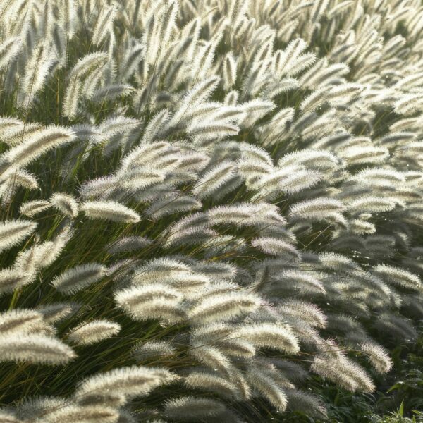 Pennisetum alopecuroides 'Hameln' | 60 stuks