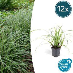 Carex morrowii 'Ice Dance' | 12 stuks