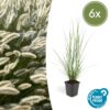 Pennisetum alopecuroides 'Hameln' | 6 stuks