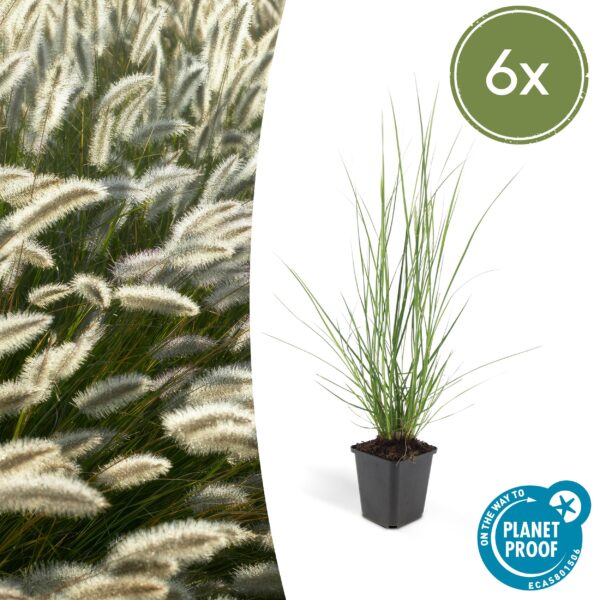 Pennisetum alopecuroides 'Hameln' | 6 stuks