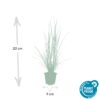 Pennisetum alopecuroides 'Hameln' | 6 stuks