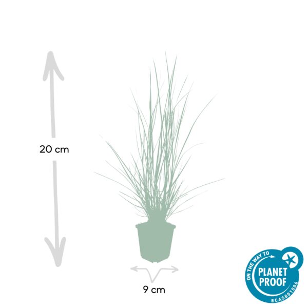 Pennisetum alopecuroides 'Hameln' | 6 stuks