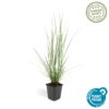 Pennisetum alopecuroides 'Hameln' | 6 stuks