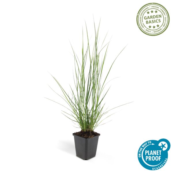 Pennisetum alopecuroides 'Hameln' | 6 stuks